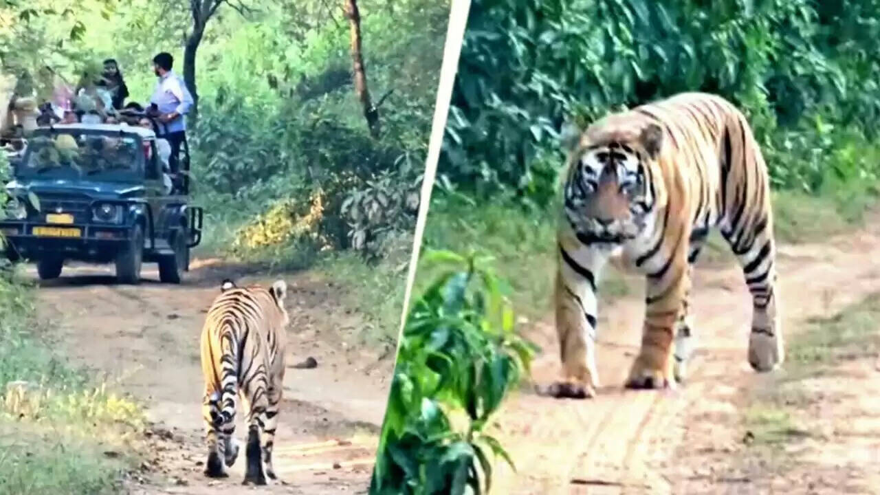 सरिस्का में टूरिस्ट जिप्सी के आगे से गुजरी बाघिन, शावकों के साथ एस टी-30 को देख रोमांचित हो उठे पर्यटक