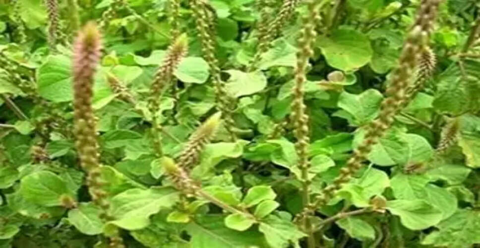 मोटापे से लेकर पुरानी खांसी तक में राहत दे सकता है अपामार्ग का पौधा