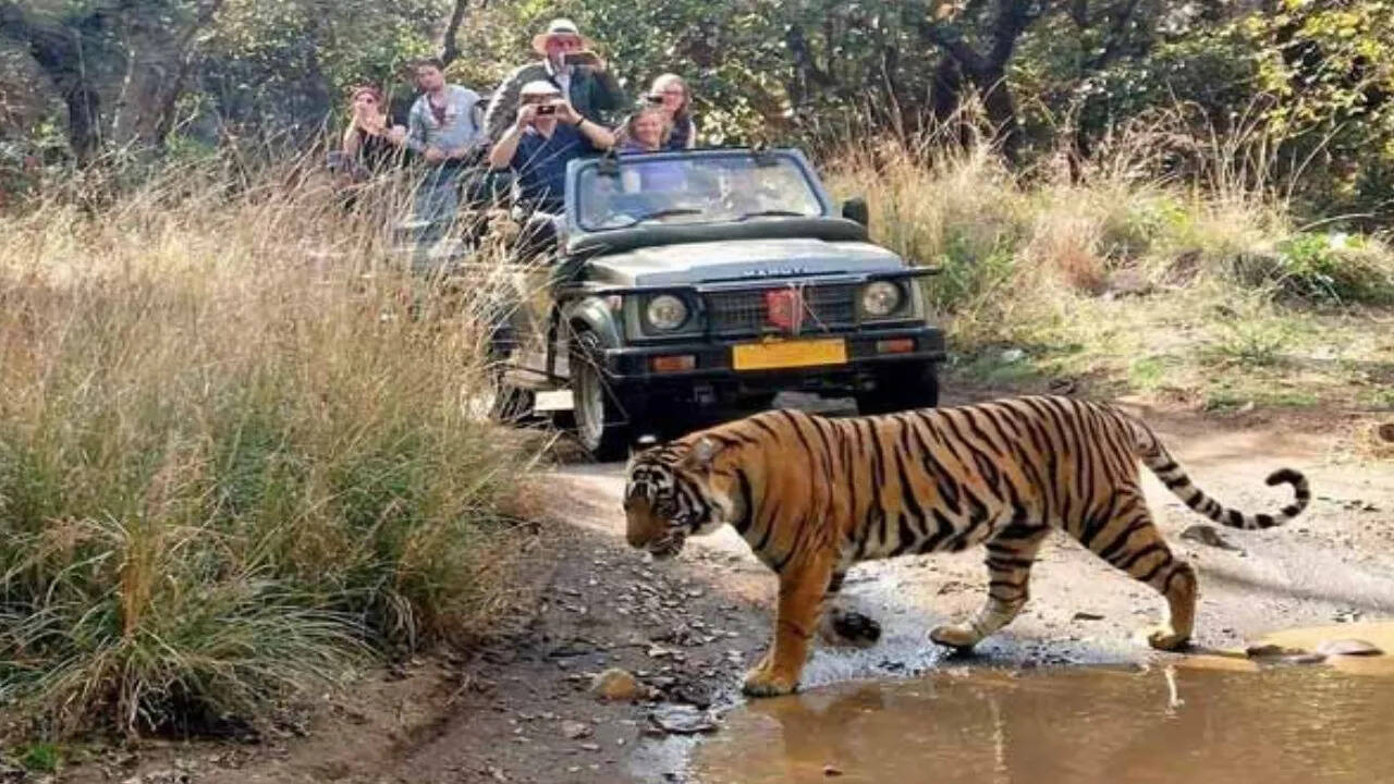 बच्चों के साथ यादगार छुट्टियों बिताने के लिए बेस्ट है लोकेशन है&nbsp;Ranthambore Tiger Reseve, वीडियो में जाने फुल ट्रेवल गाइड
