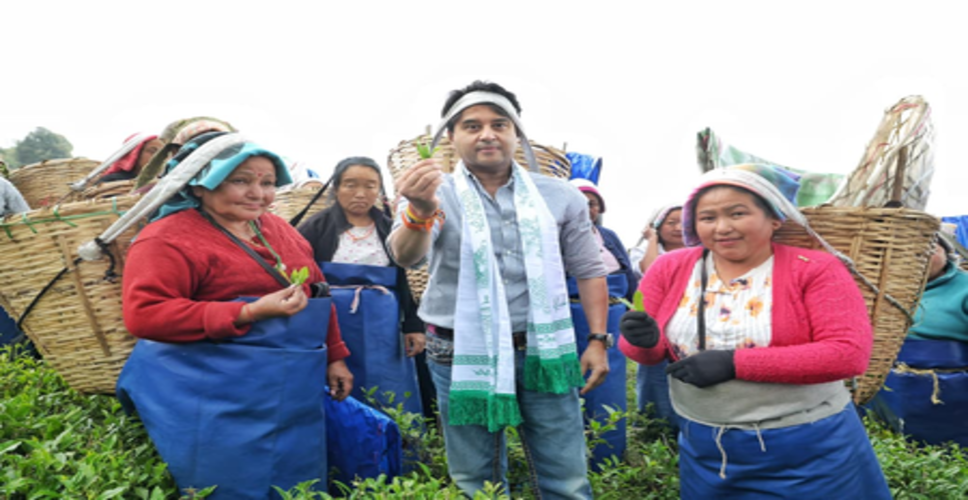 सिक्किम: केंद्रीय मंत्री सिंधिया ने चाय बागान कर्मियों के साथ तोड़ी चाय पत्तियां, नेपाली में किया संवाद