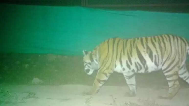 रामगढ़ टाइगर रिजर्व में गूंजी बाघिन PN-224 की दहाड़, राजस्थान के लिए मील का पत्थर साबित होगा यह कदम