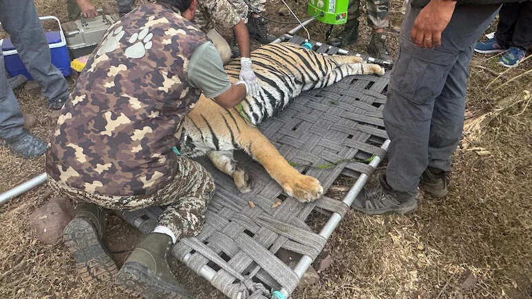 वन विभाग के पकड़ में आई बाघिन कनकटी, 2 दिनों की दहशत के बाद मिली राहत की सांस