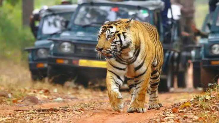 रणथंभौर में अब सेंसर बचाएंगे ग्रामीणों की जान, फुटेज में देंखे लेपर्ड आबादी की ओर बढ़ा तो बजेगा तेज अलार्म