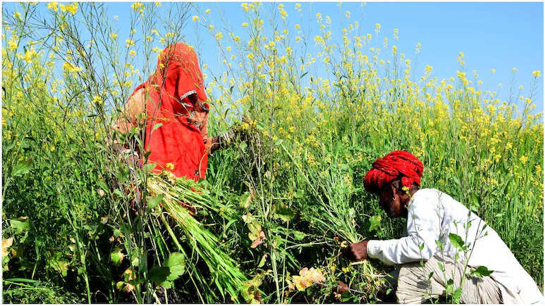 दौसा और करौली के 87,801 किसानों को बड़ी राहत, दिन में मिलेगी बिजली आपूर्ति