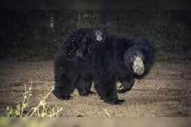 करौली टाइगर रिजर्व में भावुक नजारा, मादा भालू अपने दो शावकों को पीठ पर लेकर घूमती दिखी