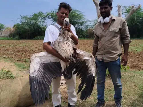 अजमेर में मिला हिमालय ग्रिफन गिद्ध, खेत में बड़े पक्षी की सूचना पर पहुंची वन विभाग की टीम ने किया रेस्क्यू