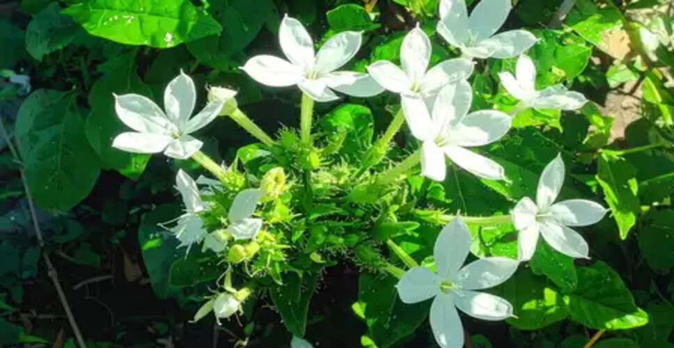 चित्रक: आयुर्वेद की वह जड़ी-बूटी, जो पेट से लेकर जोड़ों तक सब का रखती है ख्याल