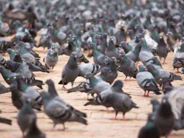 राजस्थान के ‘करोड़पति फकीर’: सुनने में अजीब, लेकिन सच है यह अनोखी कहानी