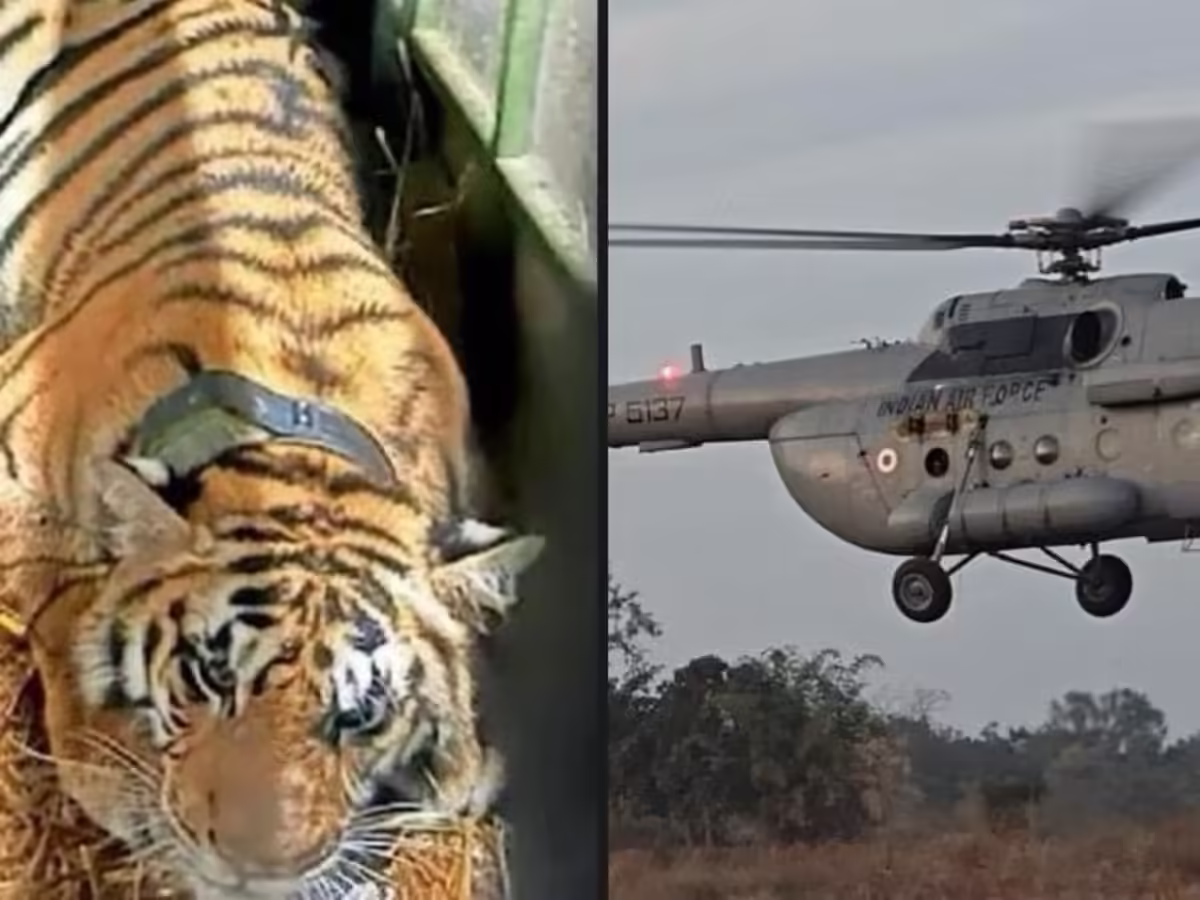 राजस्थान में बदलेगी बाघों की नस्ल, फुटेज में जानें मध्य प्रदेश के पेंच टाइगर रिजर्व से हेलीकाप्टर से लाई गई बाघिन