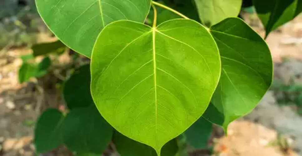 पीपल सिर्फ पेड़ भर नहीं, यहां जानिए धार्मिक महत्व, औषधीय गुण और पर्यावरणीय लाभ