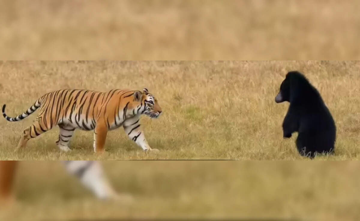 वीडियो में देखें रणथंभौर में रोमांचक नजारा: भालू के सामने डरकर भागा बाघ, पर्यटकों ने कैमरे में कैद किया दुर्लभ दृश्य