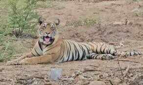 रणथंभौर में बाघिन ‘दुर्गा’ का शिकार, वीडियो में देंखे तीन शावकों के साथ नीलगाय खाते दिखी, पर्यटक हुए रोमांचित