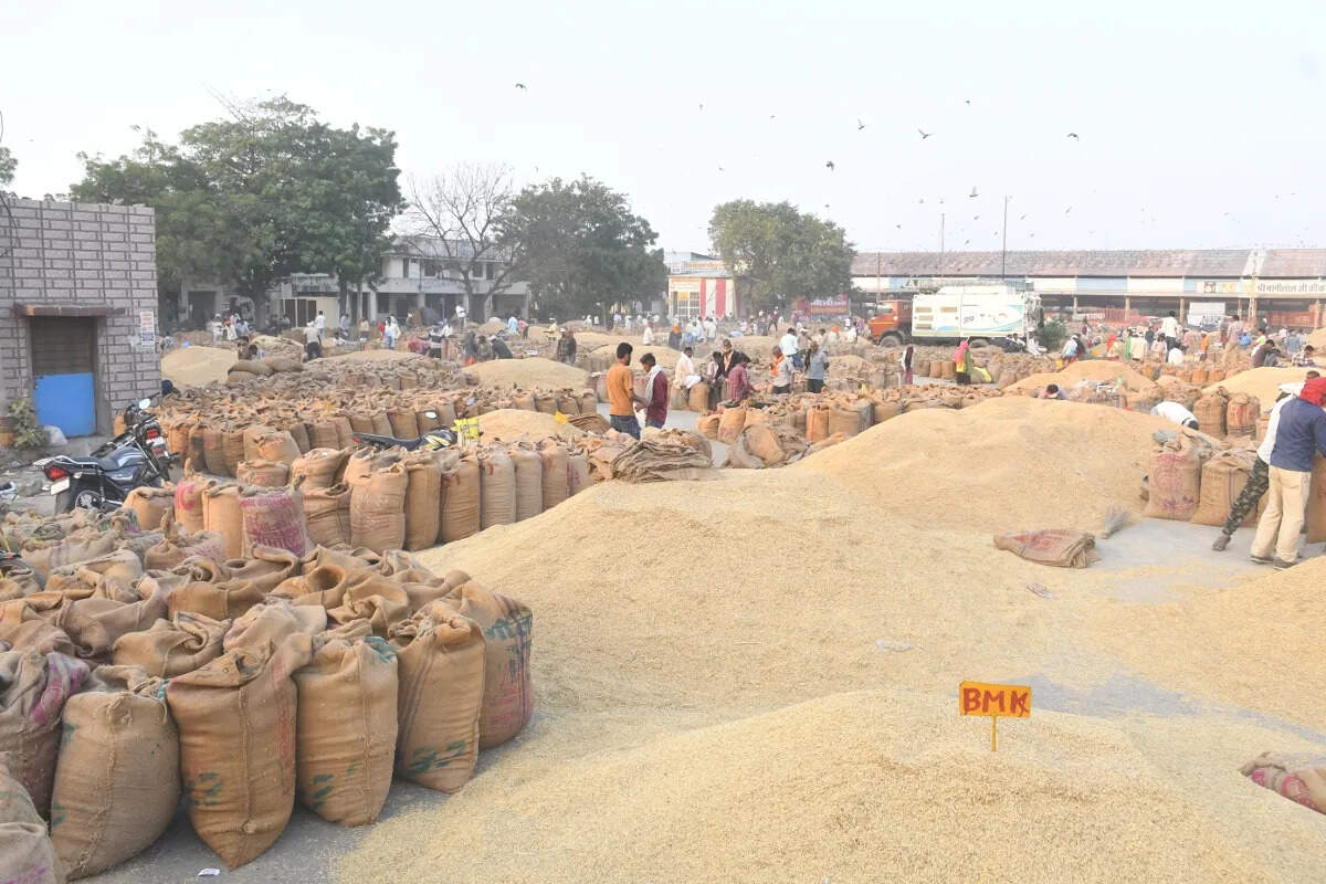 गेहूं तेज, सरसों, चना और धनिये में मंदी