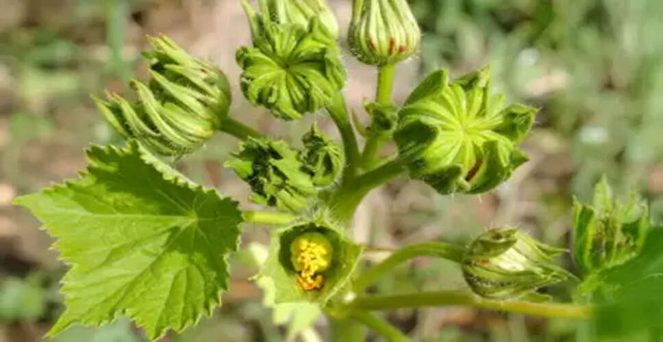 अतिबला : शरीर को 'अति बल' देने वाली प्राकृतिक औषधि, जानें फायदे