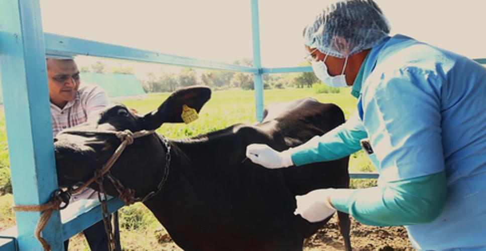 गुजरात में खुरपका-मुंहपका रोग पर काबू, टीकाकरण से 3 प्रतिशत तक सिमटा संक्रमण