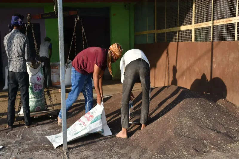 सरसों की एमएसपी 6200 रुपये तय, मंडियों में पहले से 6400 रुपये तक मिल रहा भाव