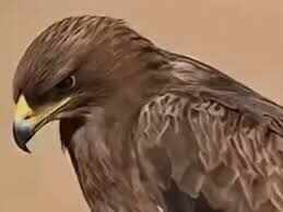 राजस्थान में दुर्लभ नजारा, वीडियो में देंखे बीकानेर-जैसलमेर में एक साथ 2200 स्टेपी ईगल का डेरा, विशेषज्ञ हैरान