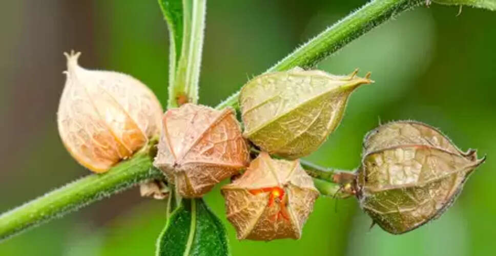 सुकूनभरी नींद और जोड़ों की समस्या दूर करने में अश्वगंधा का सेवन फायदेमंद