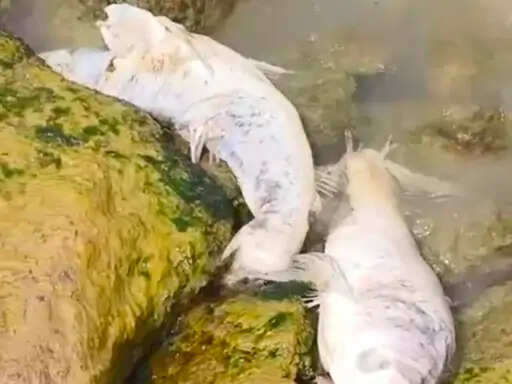 अरवड़ बांध में मछलियों की मौत से मचा हड़कंप, पानी के सैंपल जांच के लिए भेजे गए