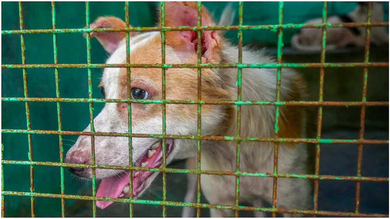 Awara Kutto Ki Shikayat Kaha Kare: राजस्थान में बढ़ते हमलों के बीच जानें शिकायत करने का सही तरीका और हेल्पलाइन