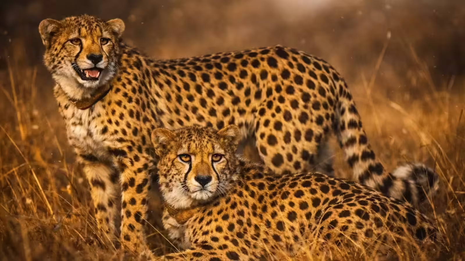 रणथंभौर में फिर दिखा कूनो का चीता KP2, वीडियो में देंखे 11 घंटे तक रिहायशी इलाके में रहने से फैली दहशत