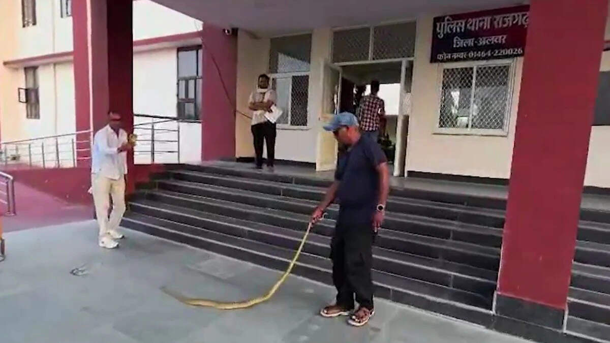 अलवर के राजगढ़ थाने में निकला 8 फीट लंबा ‘घोड़ा पछाड़’ सांप, वीडियो में जाने पुलिसकर्मियों में मची अफरा-तफरी
