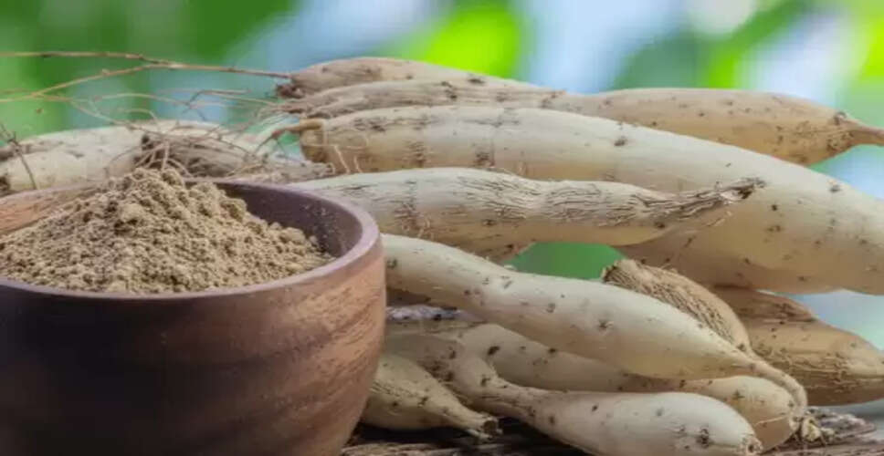 शतावरी: सिर्फ महिलाओं के लिए ही नहीं बल्कि पुरुषों के लिए भी है वरदान