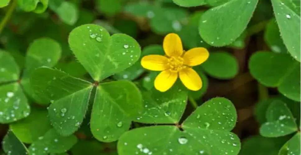 मामूली सी दिखने वाली चांगेरी घास है गुणों का खजाना, हृदय रोगों से लेकर ल्यूकोरिया तक में असरदार