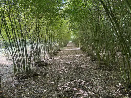 भीलवाड़ा के किसान ने बंजर जमीन पर उगाया 'हरा सोना', बेटे की सलाह से शुरू की बांस की खेती बनी मिसाल