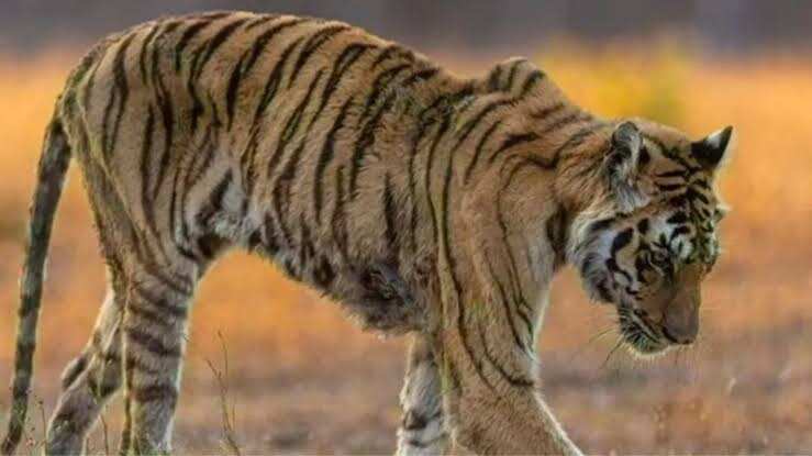 देश की सबसे उम्रदराज बाघिन महक ने पूरे किए 22 साल, फुटेज में देंखे अभेड़ा पार्क में केक काटकर मनाया 23वां जन्मदिन