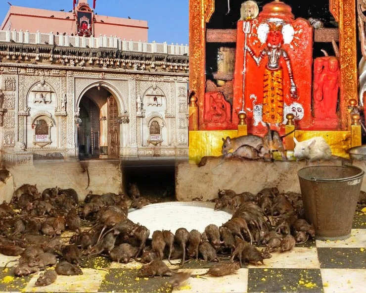 करणी माता मंदिर, बीकानेर: 25 हजार चूहों के बीच विराजती हैं मां करणी, जानें मंदिर का रहस्य और इतिहास