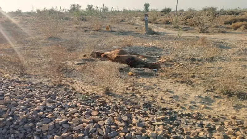ट्रेन की चपेट में आने से पशुओं की मौत से ग्रामीणों में बढ़ा आक्रोश