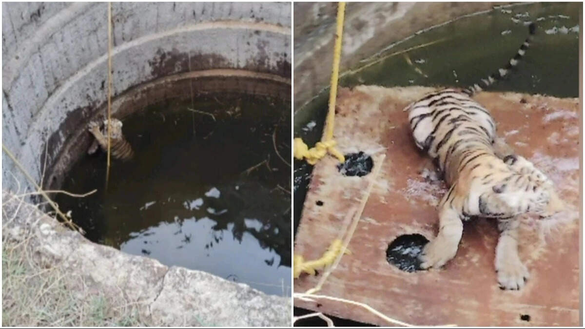 रणथम्भौर में बाघ की एंट्री से चौथ परिक्रमा रोकी गई, वीडियो में देंखे श्रद्धालु 1.5 घंटे तक रास्ते में रुके