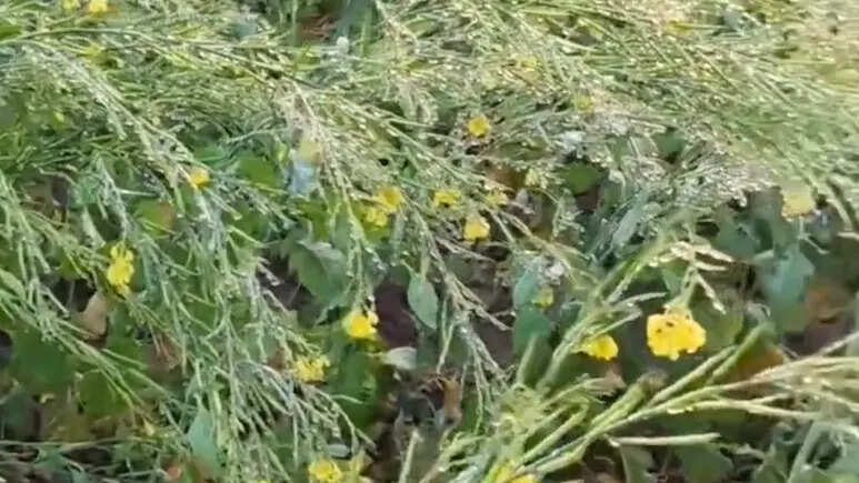 उत्तर भारत में कड़ाके की ठंड और घने कोहरे ने जनजीवन प्रभावित किया, राजस्थान में रेड अलर्ट जारी