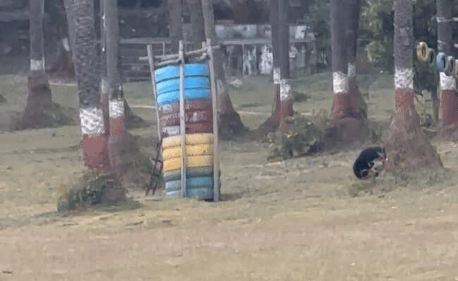 माउंट आबू में न्यू ईयर से पहले भालुओं का धमाल, गुलाटियां मारते और मस्ती करते हुए वीडियो वायरल