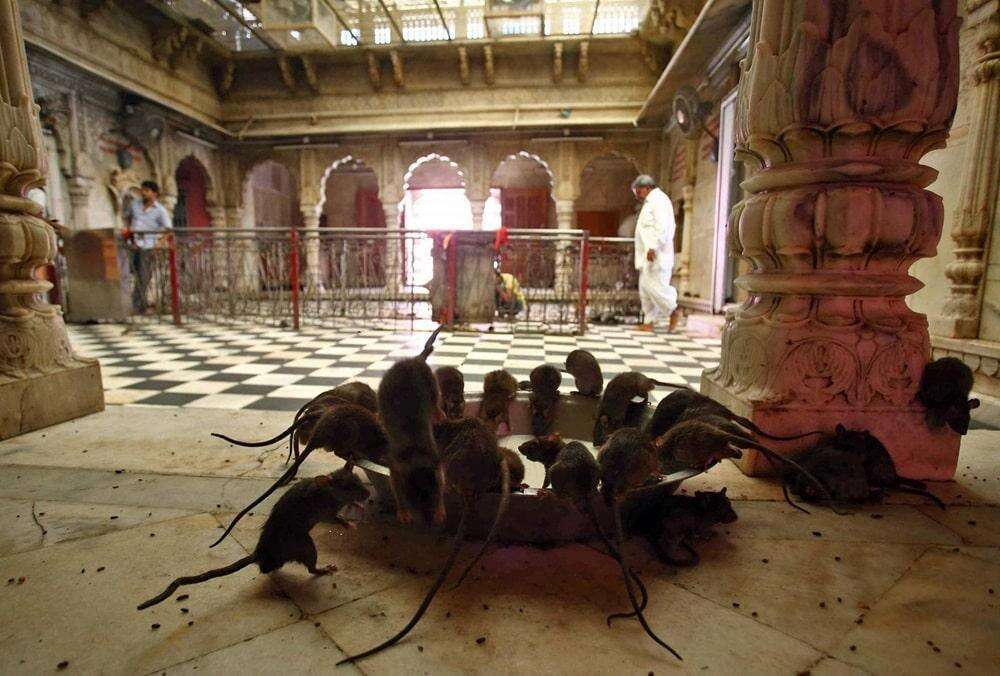 करणी माता का इतिहास: राजस्थान की लोकदेवी, जिनके आशीर्वाद से बदली राजवंशों की किस्मत