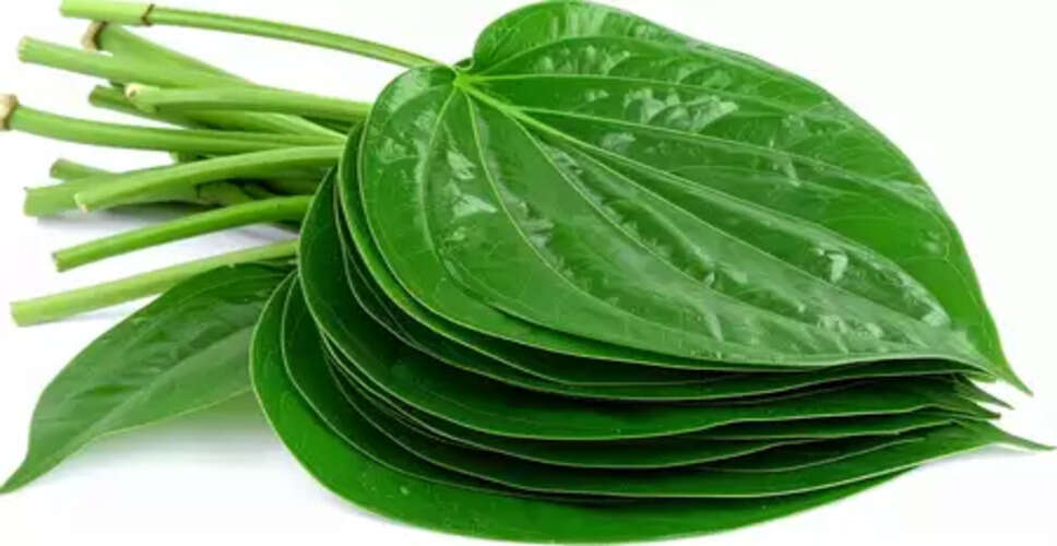 साधारण नहीं पान का पत्ता, सेवन से मिलते हैं ये 7 बड़े फायदे
