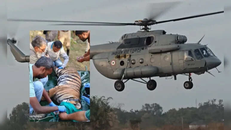 सेना के हेलिकॉप्टर से पेंच टाइगर रिजर्व से रामगढ़ विषधारी लाई गई बाघिन, पहली बार MP से राजस्थान टाइगर की हुई शिफ्टिंग