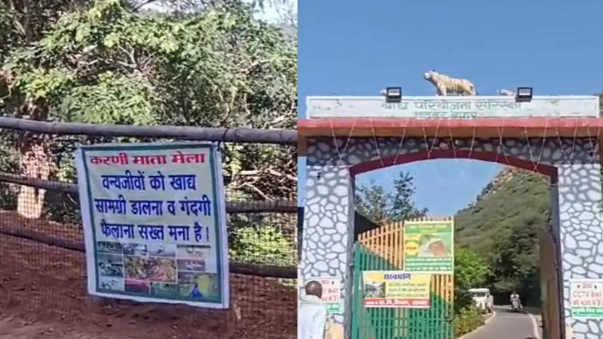 अलवर में करणी माता मेले की शुरुआत, वीडियो में देखे वन क्षेत्र में श्रद्धालुओं का उमड़ा सैलाब