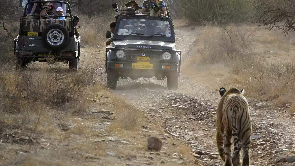 रणथंभौर टाइगर सफारी में गाइड द्वारा 20 पर्यटकों को फंसाए जाने की घटना, जांच के आदेश