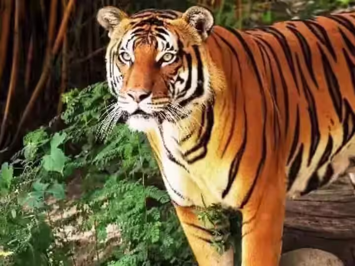 मुकंदरा टाइगर रिजर्व में बाघिन का आगमन, वीडियो में जाने जंगल प्रेमियों में खुशी की लहर