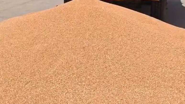 बीकानेर में गेहूं खरीद शुरू न होने से किसानों की मुश्किलें बढ़ीं, खुले बाजार में कम दामों पर बेचने को मजबूर