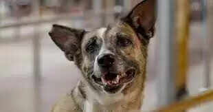 शहर में कुत्तों का आतंक: रविवार को किशोर पर हमला, अस्पताल आंकड़ों से खुलासा औसतन रोज दो लोग शिकार