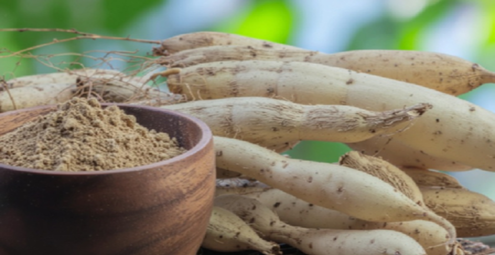 शतावरी का सेवन सिर्फ फायदेमंद नहीं, सही जानकारी के बिना नुकसानदायक भी साबित हो सकता है