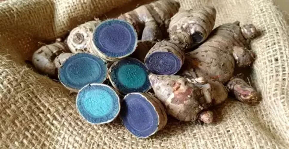 काली हल्दी: एक ऐसा पौधा, जिसकी जड़ों में छीपा है औषधीय गुणों का खजाना