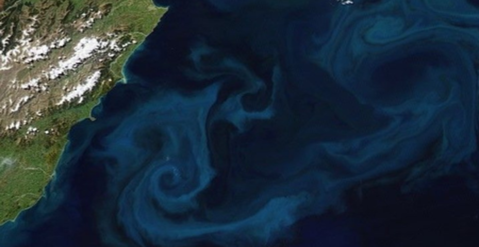 समुद्र में रंगों का अनोखा खेल, जलवायु के लिए क्यों जरूरी है 'फाइटोप्लांकटन'