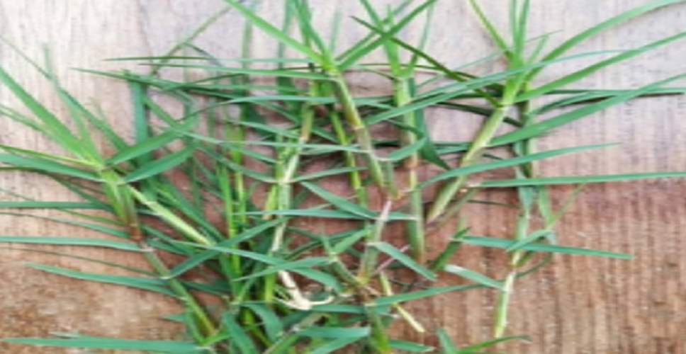 चैत्र नवरात्र में पूजा पाठ के साथ औषधीय गुणों से भरपूर है दूब घास; जानें उपयोग के लाभ