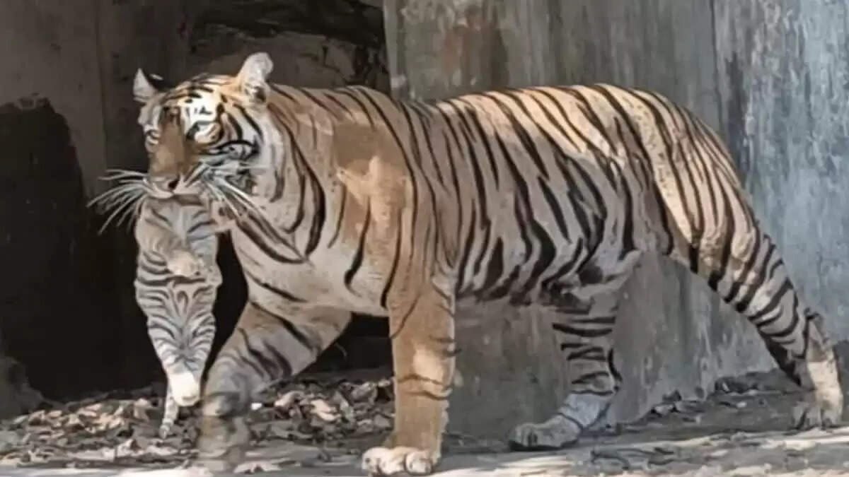 रणथंभौर की ‘क्वीन’ बाघिन टी-107 सुल्ताना ने फिर बदला ठिकाना, फुटेज में देखें शावकों को मुंह में दबाकर सुरक्षित स्थान पर पहुंचाया