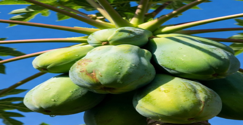 कच्चा पपीता शरीर की सूजन और टॉक्सिन कम करने में प्रभावी, जानें सेवन से जुड़ी सावधानियां