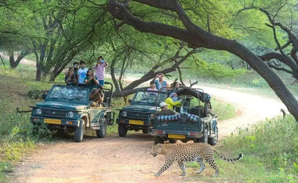 झालाना लेपर्ड सफारी घूमने का है प्लान तो पहले वीडियो में जान ले&nbsp;फोटोग्राफी के शौकीनों के लिए बेस्ट टाइमिंग, लोकेशंस और कैमरा सेटिंग्स